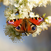 Buy canvas prints of Peacock butterfly on spring blossom by Chris Rabe