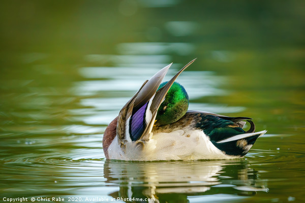 Male Mallard cleaning itself Picture Board by Chris Rabe