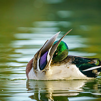 Buy canvas prints of Male Mallard cleaning itself by Chris Rabe