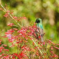 Buy canvas prints of southern double-Collared Sunbird by Chris Rabe