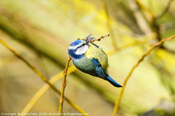 Blue Tit dangling from a twig Picture Board by Chris Rabe