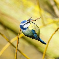 Buy canvas prints of Blue Tit dangling from a twig by Chris Rabe
