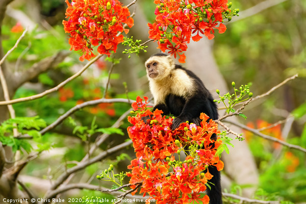 capuchin monkey in flowers Picture Board by Chris Rabe