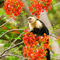 Buy canvas prints of capuchin monkey in flowers by Chris Rabe