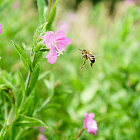 Buy canvas prints of Honeybee coming in to land by Chris Rabe