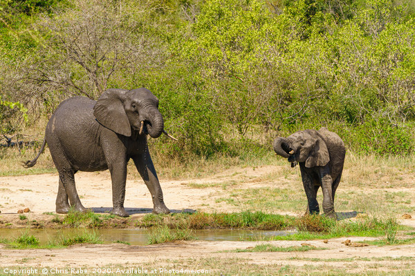 African Elephant baby and juvenile having a drink Picture Board by Chris Rabe