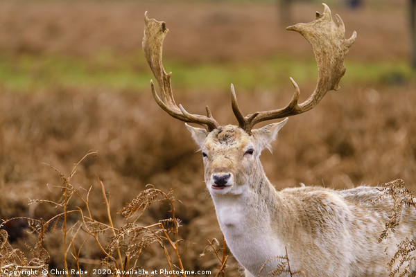 Male Fallow Deer stag Picture Board by Chris Rabe