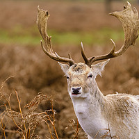Buy canvas prints of Male Fallow Deer stag by Chris Rabe