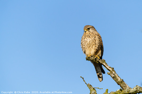Common Kestrel female perched on branch Picture Board by Chris Rabe