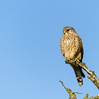 Buy canvas prints of Common Kestrel female perched on branch by Chris Rabe