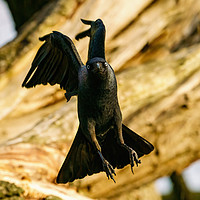 Buy canvas prints of Jackdaw incoming by Chris Rabe