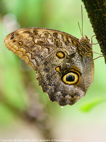 Owl Butterfly resting Picture Board by Chris Rabe