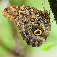 Buy canvas prints of Owl Butterfly resting by Chris Rabe