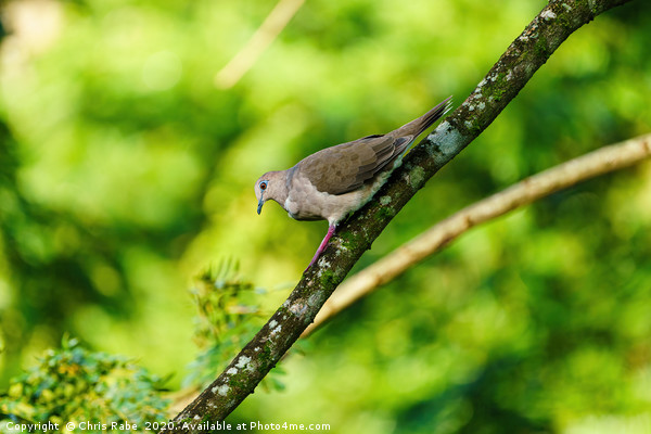 West Peruvian Dove climbing down a branch Picture Board by Chris Rabe