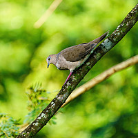 Buy canvas prints of West Peruvian Dove climbing down a branch by Chris Rabe