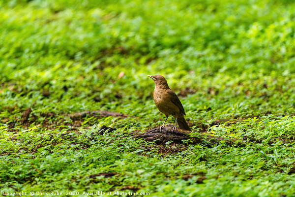 Clay-colored Thrush on the ground Picture Board by Chris Rabe