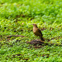 Buy canvas prints of Clay-colored Thrush on the ground by Chris Rabe