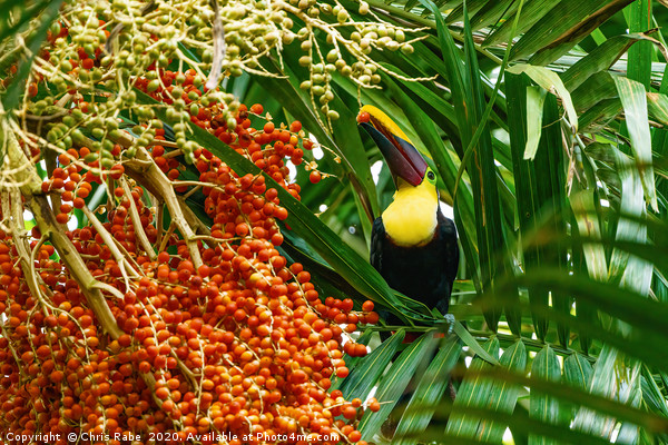 Chestnut-mandibled Toucan picking a berry Picture Board by Chris Rabe