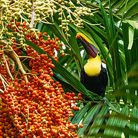 Buy canvas prints of Chestnut-mandibled Toucan picking a berry by Chris Rabe