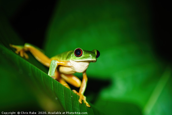 Red-Eyed Tree Frog sitting on a leaf Picture Board by Chris Rabe