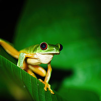 Buy canvas prints of Red-Eyed Tree Frog sitting on a leaf by Chris Rabe