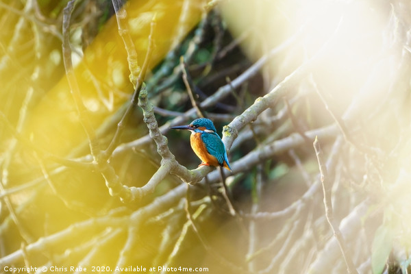 Male Common Kingfisher  Picture Board by Chris Rabe