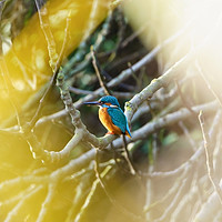 Buy canvas prints of Male Common Kingfisher  by Chris Rabe