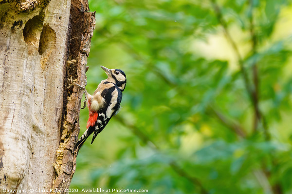 Greater Spotted Woodpecker on a tree Picture Board by Chris Rabe