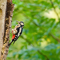 Buy canvas prints of Greater Spotted Woodpecker on a tree by Chris Rabe