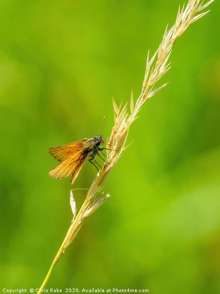 Lulworth Skipper on grass Picture Board by Chris Rabe