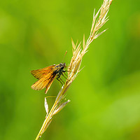 Buy canvas prints of Lulworth Skipper on grass by Chris Rabe