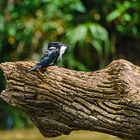 Buy canvas prints of Amazon Kingfisher with catch by Chris Rabe