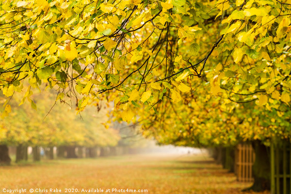 Bushy Park in autumn colours Picture Board by Chris Rabe