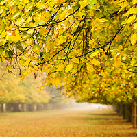 Buy canvas prints of Bushy Park in autumn colours by Chris Rabe