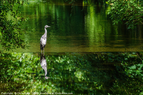 Grey Heron on the river crane Picture Board by Chris Rabe