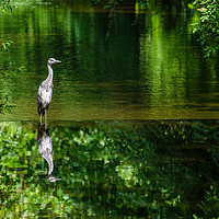 Buy canvas prints of Grey Heron on the river crane by Chris Rabe