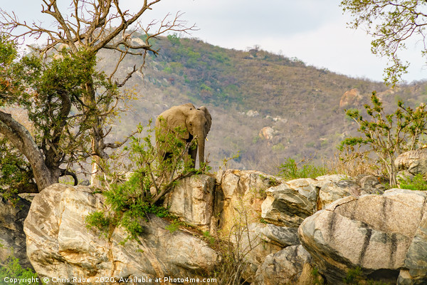 African Elephant bull on rocky hill Picture Board by Chris Rabe