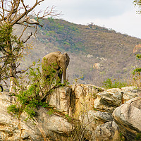 Buy canvas prints of African Elephant bull on rocky hill by Chris Rabe