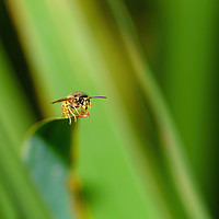 Buy canvas prints of common wasp  by Chris Rabe