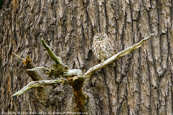 Little Owl perched on a large tree Picture Board by Chris Rabe