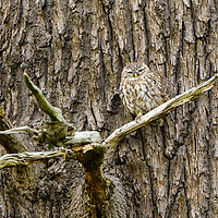 Buy canvas prints of Little Owl perched on a large tree by Chris Rabe