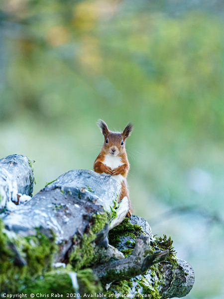 red squirrel  peaking out from behind logs Picture Board by Chris Rabe