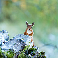Buy canvas prints of red squirrel  peaking out from behind logs by Chris Rabe