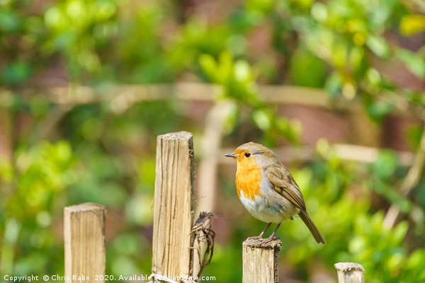 Robin perched on a fence  Picture Board by Chris Rabe