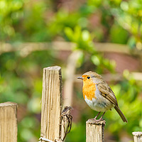 Buy canvas prints of Robin perched on a fence  by Chris Rabe