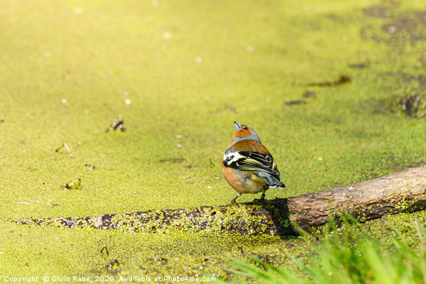 Chaffinch next to a pond Picture Board by Chris Rabe