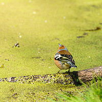 Buy canvas prints of Chaffinch next to a pond by Chris Rabe