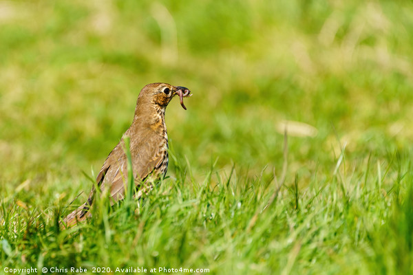Song Thrush finding breakfast Picture Board by Chris Rabe