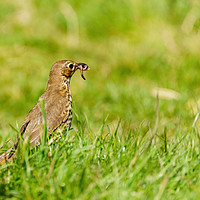 Buy canvas prints of Song Thrush finding breakfast by Chris Rabe