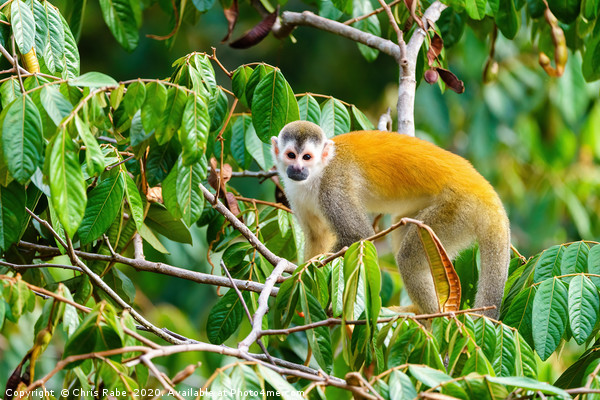 Squirrel Monkey  in tree top Picture Board by Chris Rabe